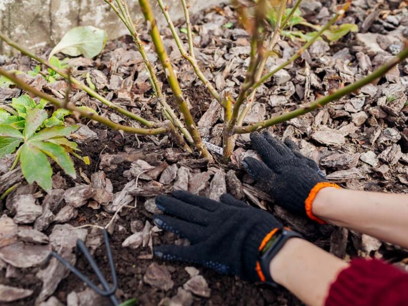how to protect shrubs from winter burn