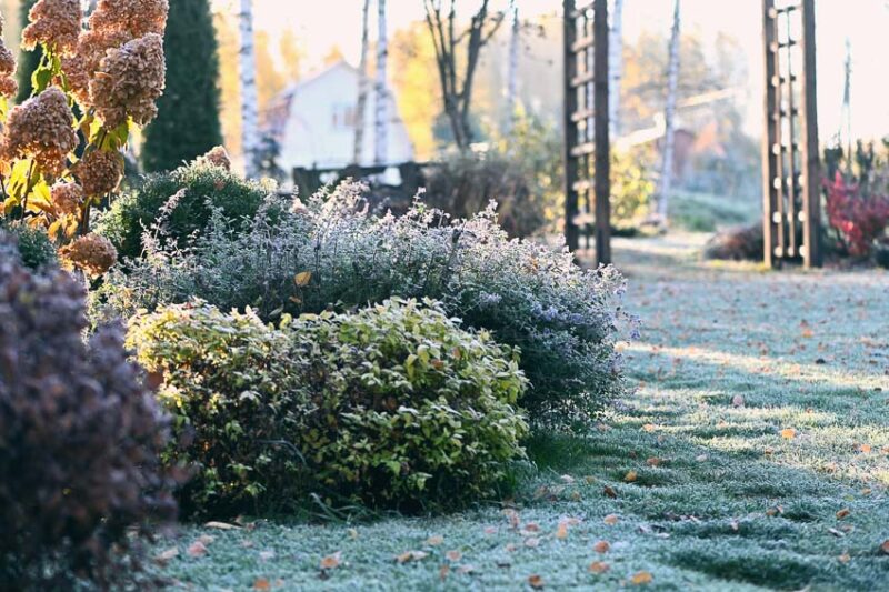 shrubs during first frost