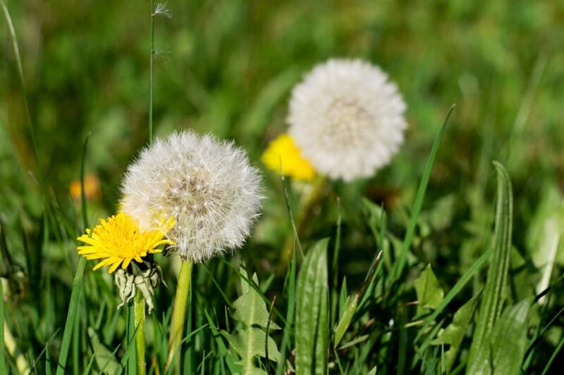 kill dandelions before they grow