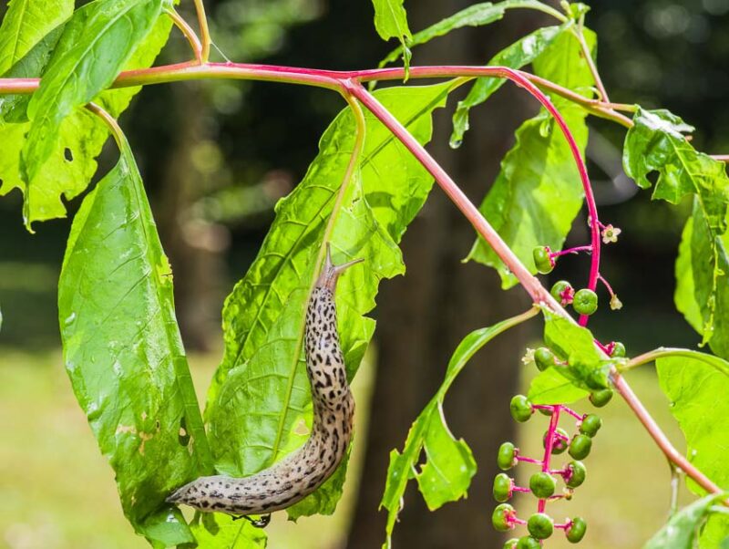 coffee grounds to repel slugs from plants