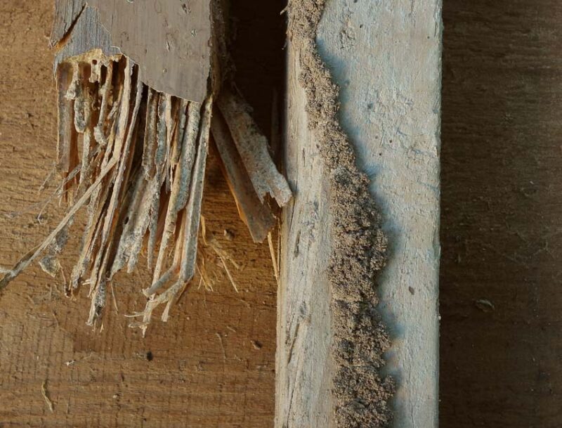 cost of repairing termite damage to deck