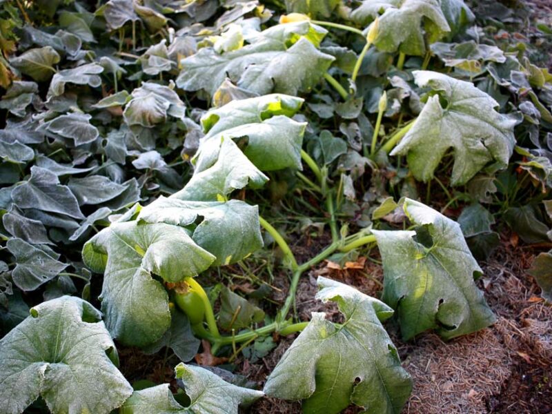 vegetable frost damage