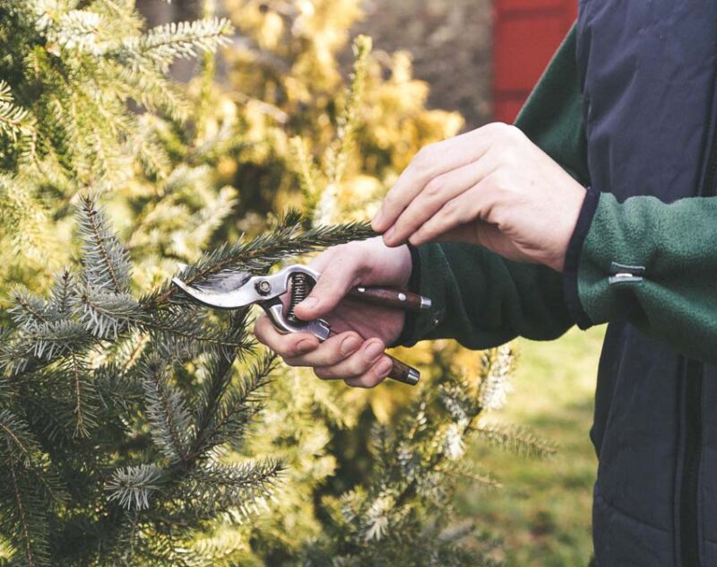 pruning evergreen trees
