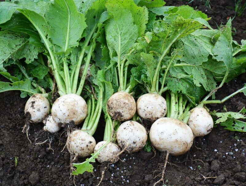 cold hardy turnips