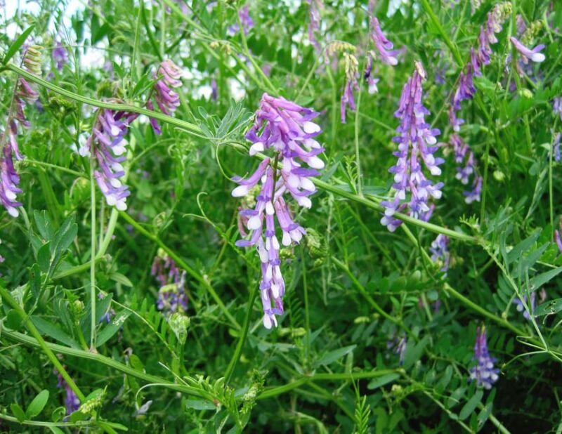 protecting your garden with cover crops like hairy vetch