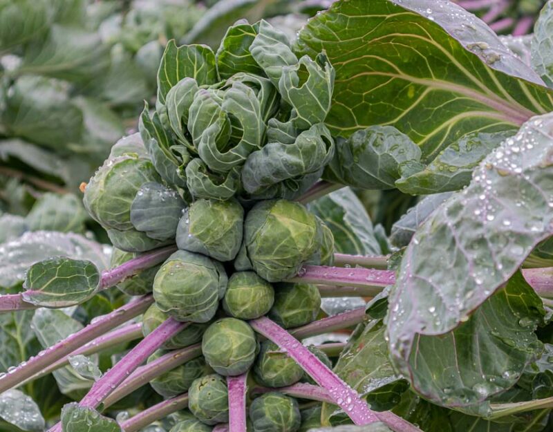 midwest brussels sprouts