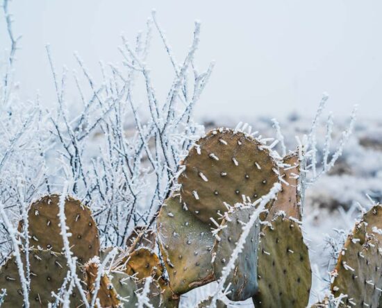how to protect plants from desert frost
