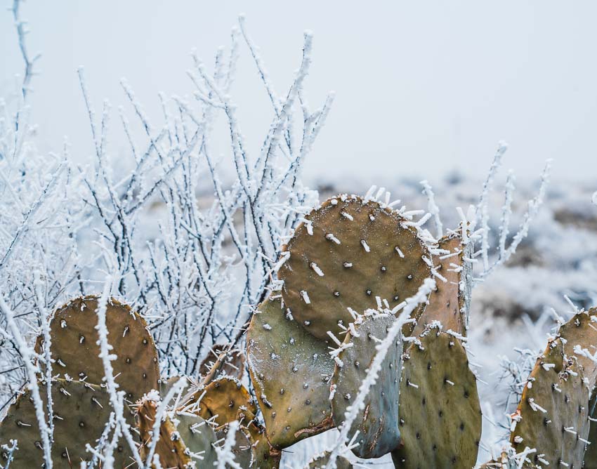how to protect plants from desert frost