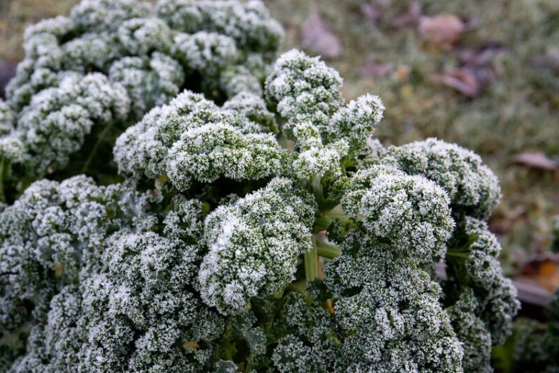 midwest cold hardy vegetables broccoli