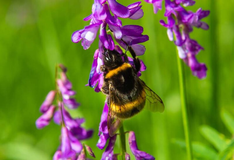 beneficial pollinators attracted to cover crops protect gardens