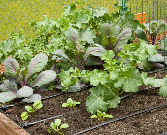 how to overwinter vegetable gardens