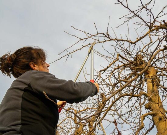 pruning trees in midwest winter
