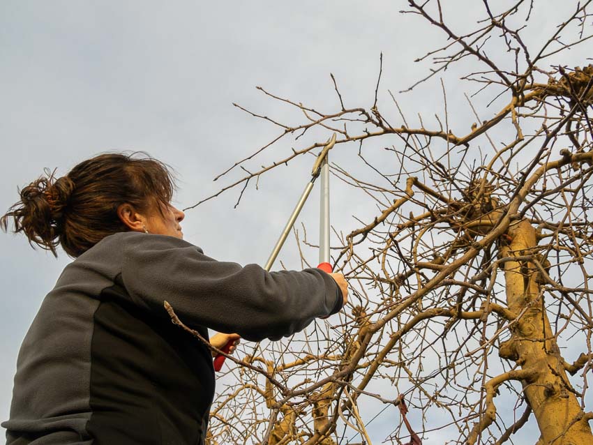 pruning trees in midwest winter