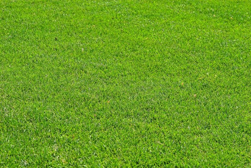 preparing your bermuda grass lawn for spring