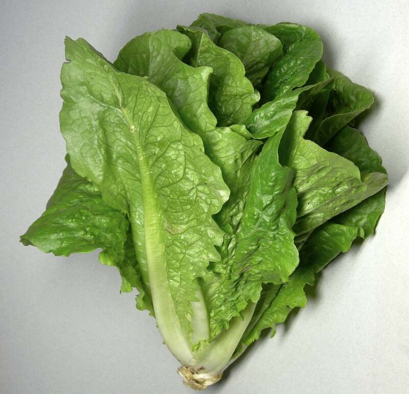 cold hardy vegetable lettuce