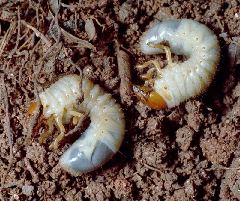 protecting your lawn from grubs