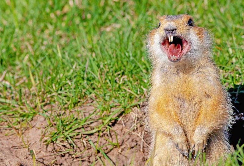 how to stop animals like gophers from digging in your yard