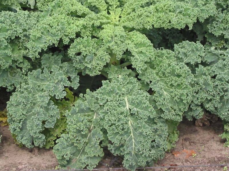 cold hardy midwest vegetable kale