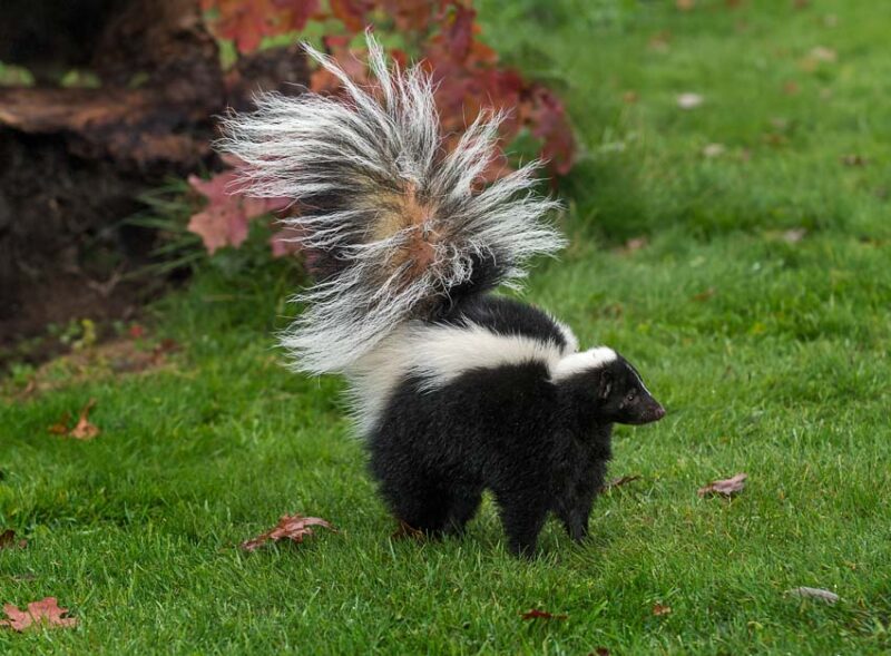 how to keep skunks from digging in your yard