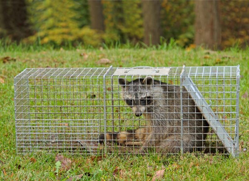 raccoon in a trap