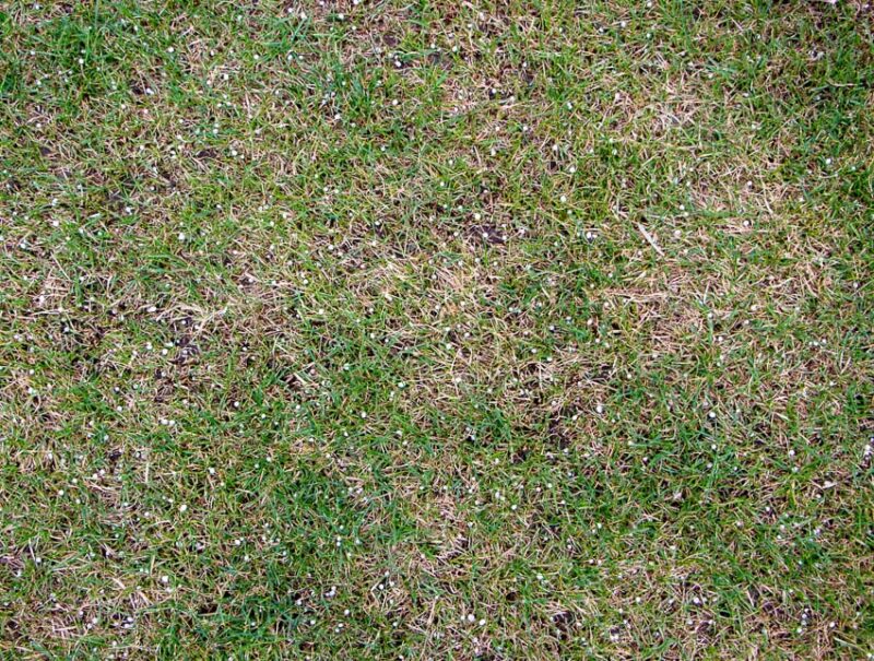 patchy lawn after winter