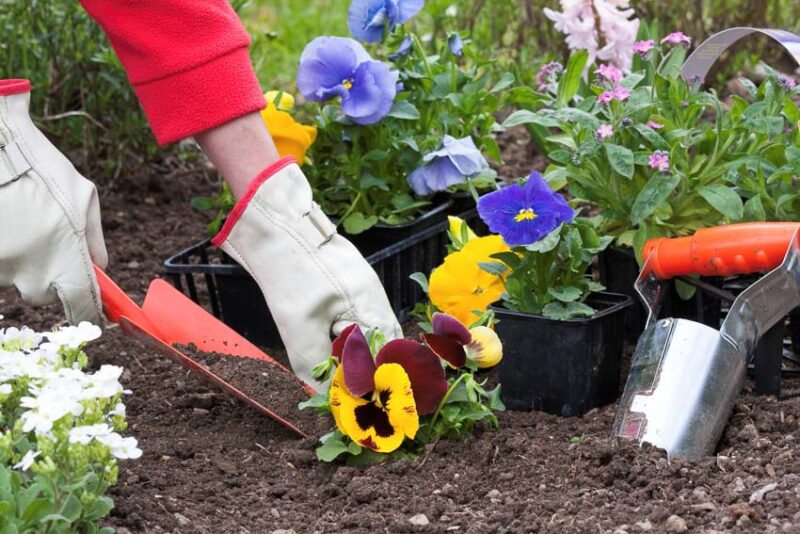 planting annuals, perennials, and biennials in flower beds