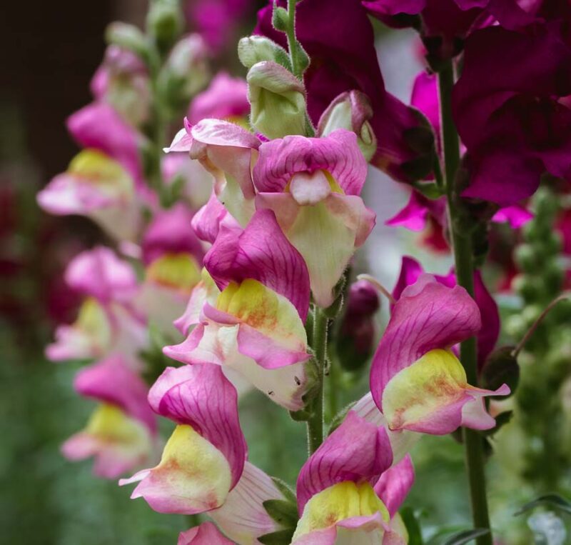 snapdragons and the difference between annual perennial and biennial plants